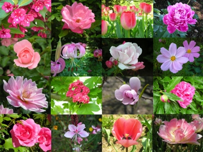 2011_pink_flower.jpg